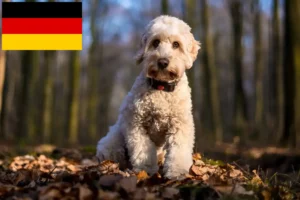 Read more about the article Cockapoo Züchter und Welpen in Deutschland