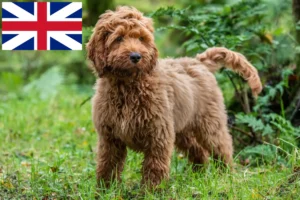 Read more about the article Cockapoo Züchter und Welpen in Großbritannien