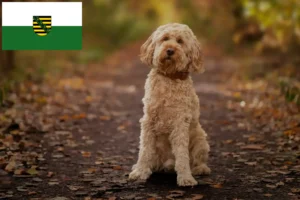 Read more about the article Cockapoo Züchter und Welpen in Sachsen