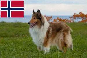 Read more about the article Collie Züchter und Welpen in Norwegen