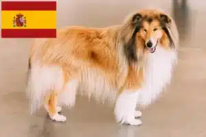 Read more about the article Collie Züchter und Welpen in Spanien