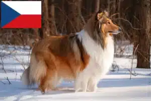 Read more about the article Collie Züchter und Welpen in Tschechien