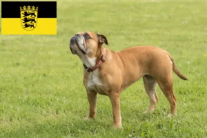 Read more about the article Continental Bulldog Züchter und Welpen in Baden-Württemberg