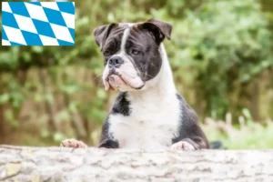 Read more about the article Continental Bulldog Züchter und Welpen in Bayern