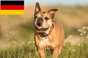 Read more about the article Continental Bulldog Züchter und Welpen in Deutschland