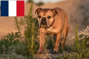 Read more about the article Continental Bulldog Züchter und Welpen in Frankreich