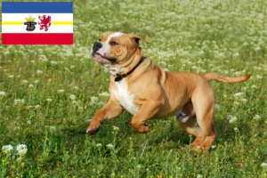Mehr über den Artikel erfahren Continental Bulldog Züchter und Welpen in Mecklenburg-Vorpommern