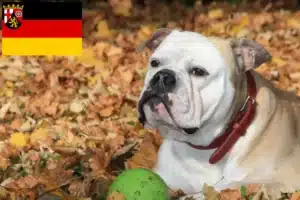 Mehr über den Artikel erfahren Continental Bulldog Züchter und Welpen in Rheinland-Pfalz
