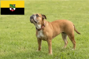 Read more about the article Continental Bulldog Züchter und Welpen in Sachsen-Anhalt