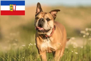 Read more about the article Continental Bulldog Züchter und Welpen in Schleswig-Holstein