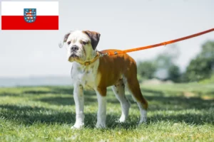 Read more about the article Continental Bulldog Züchter und Welpen in Thüringen