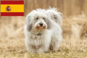 Read more about the article Coton de Tuléar Züchter und Welpen in Spanien