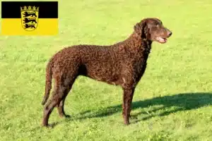 Read more about the article Curly Coated Retriever Züchter und Welpen in Baden-Württemberg