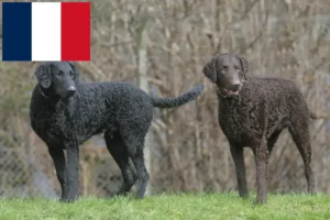 Read more about the article Curly Coated Retriever Züchter und Welpen in Frankreich