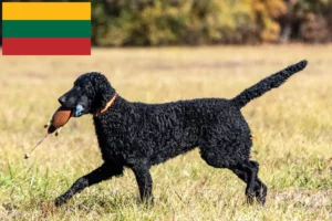 Read more about the article Curly Coated Retriever Züchter und Welpen in Litauen