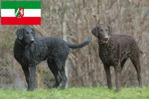 Read more about the article Curly Coated Retriever Züchter und Welpen in Nordrhein-Westfalen