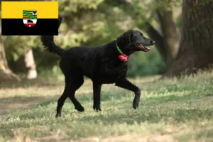 Read more about the article Curly Coated Retriever Züchter und Welpen in Sachsen-Anhalt