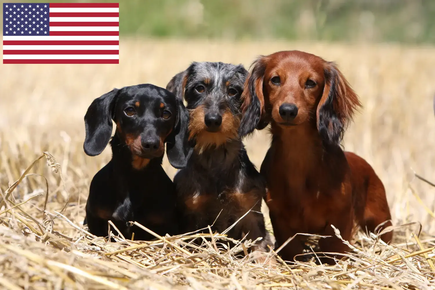 Dackel Welpen und Züchter USA Hier findest Du Dackel Züchter in den USA.