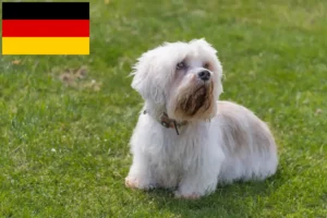 Read more about the article Dandie Dinmont Terrier Züchter und Welpen in Deutschland