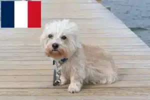 Read more about the article Dandie Dinmont Terrier Züchter und Welpen in Frankreich