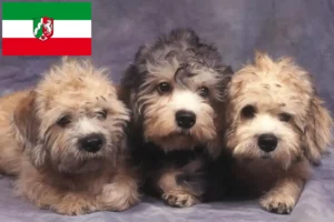 Read more about the article Dandie Dinmont Terrier Züchter und Welpen in Nordrhein-Westfalen