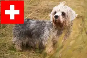 Read more about the article Dandie Dinmont Terrier Züchter und Welpen in der Schweiz