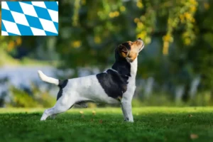 Read more about the article Danish-Swedish Farmdog Züchter und Welpen in Bayern