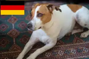 Read more about the article Danish-Swedish Farmdog Züchter und Welpen in Deutschland