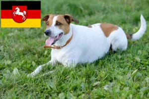 Read more about the article Danish-Swedish Farmdog Züchter und Welpen in Niedersachsen