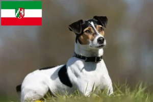 Mehr über den Artikel erfahren Danish-Swedish Farmdog Züchter und Welpen in Nordrhein-Westfalen