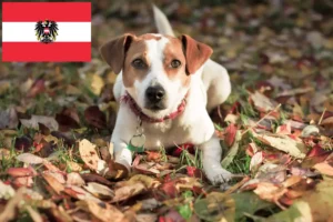 Read more about the article Danish-Swedish Farmdog Züchter und Welpen in Österreich