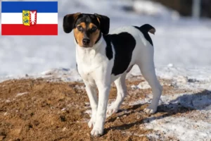 Read more about the article Danish-Swedish Farmdog Züchter und Welpen in Schleswig-Holstein