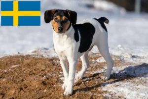 Read more about the article Danish-Swedish Farmdog Züchter und Welpen in Schweden