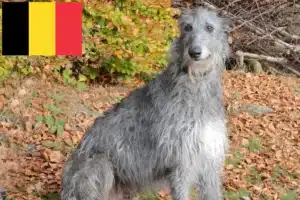 Read more about the article Deerhound Züchter und Welpen in Belgien