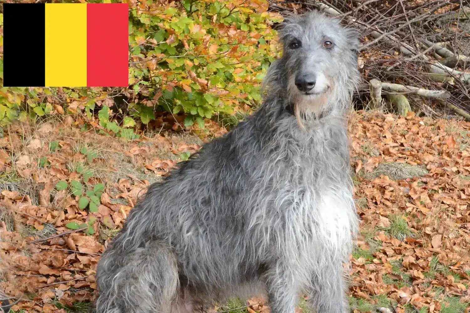 Deerhound Welpen und Züchter Belgien Hier findest Du Deerhounds Züchter in Belgien.