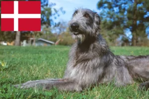 Read more about the article Deerhound Züchter und Welpen in Dänemark