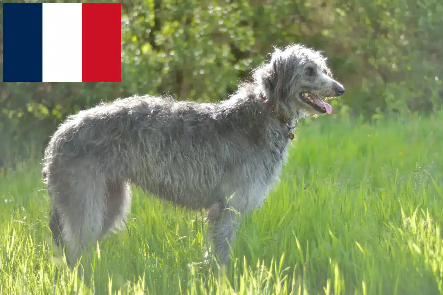 Deerhound Welpen und Züchter Frankreich Hier findest Du Deerhounds Züchter in Frankreich.