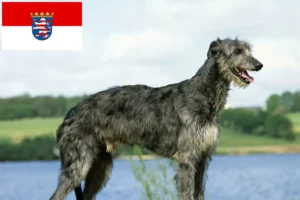 Read more about the article Deerhound Züchter und Welpen in Hessen