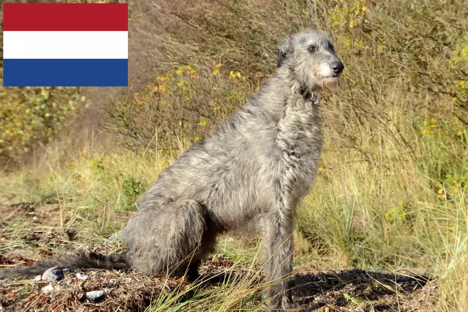 Deerhound Welpen und Züchter Niederlande Hier findest Du Deerhounds Züchter in den Niederlanden.