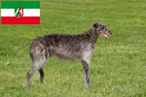 Read more about the article Deerhound Züchter und Welpen in Nordrhein-Westfalen