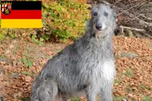 Read more about the article Deerhound Züchter und Welpen in Rheinland-Pfalz