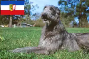 Read more about the article Deerhound Züchter und Welpen in Schleswig-Holstein