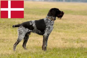 Mehr über den Artikel erfahren Deutsch Drahthaar Züchter und Welpen in Dänemark