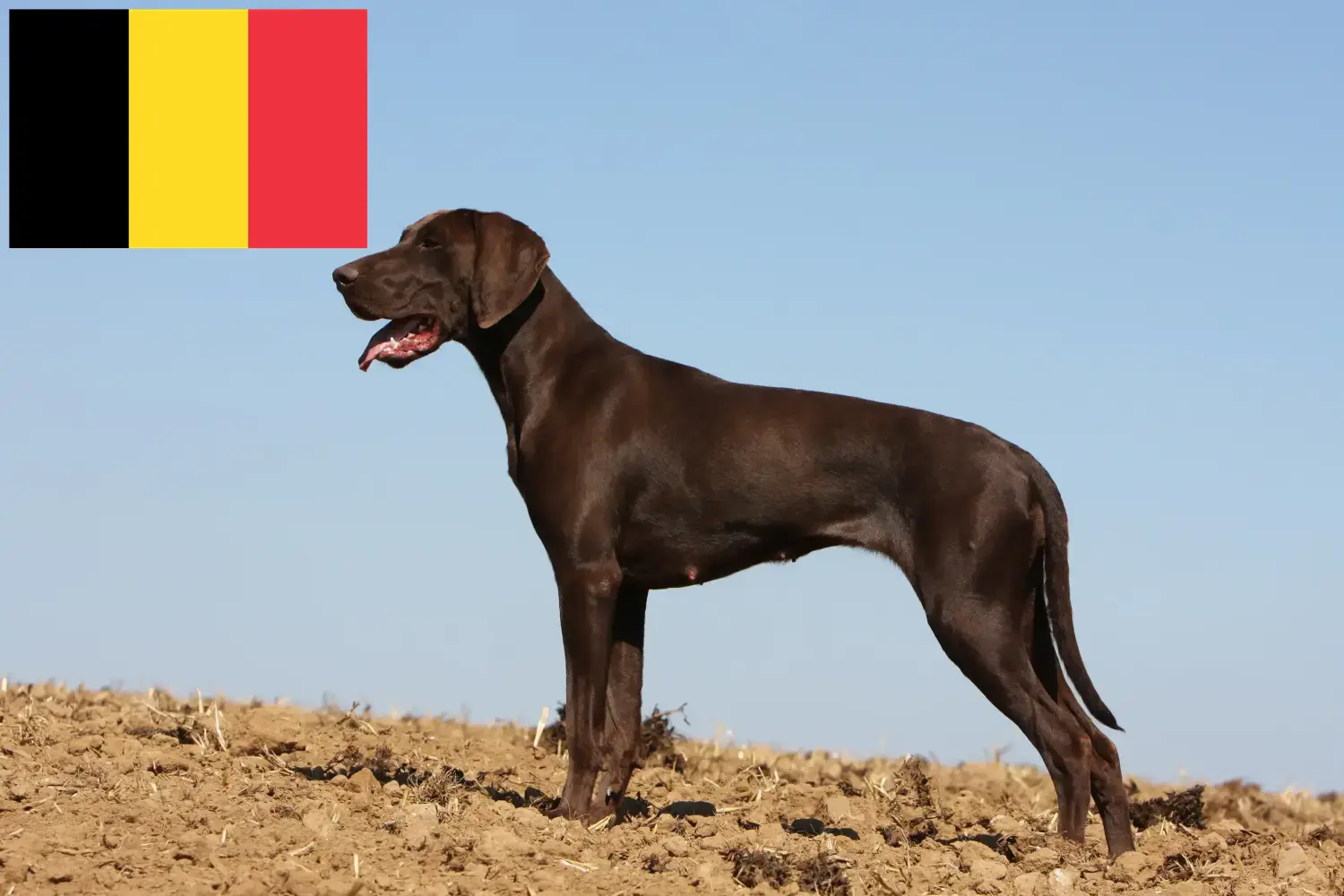 Deutsch Kurzhaar Welpen und Züchter Belgien Hier findest Du Deutsch Kurzhaar Züchter in Belgien.
