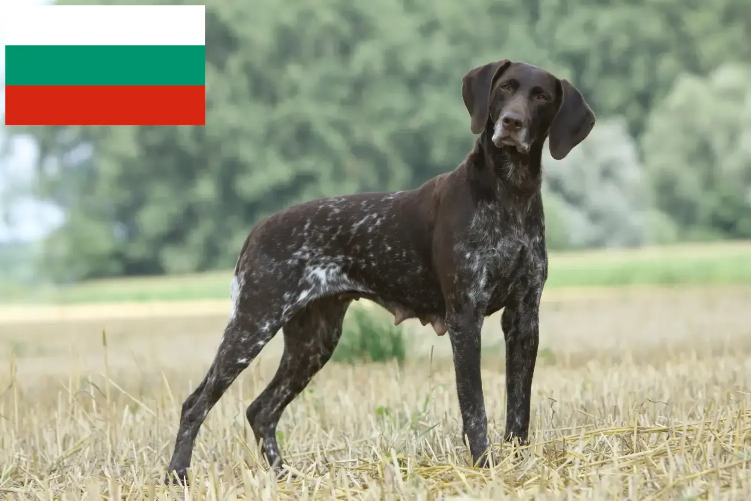 Deutsch Kurzhaar Welpen und Züchter Bulgarien Hier findest Du Deutsch Kurzhaar Züchter in Bulgarien.
