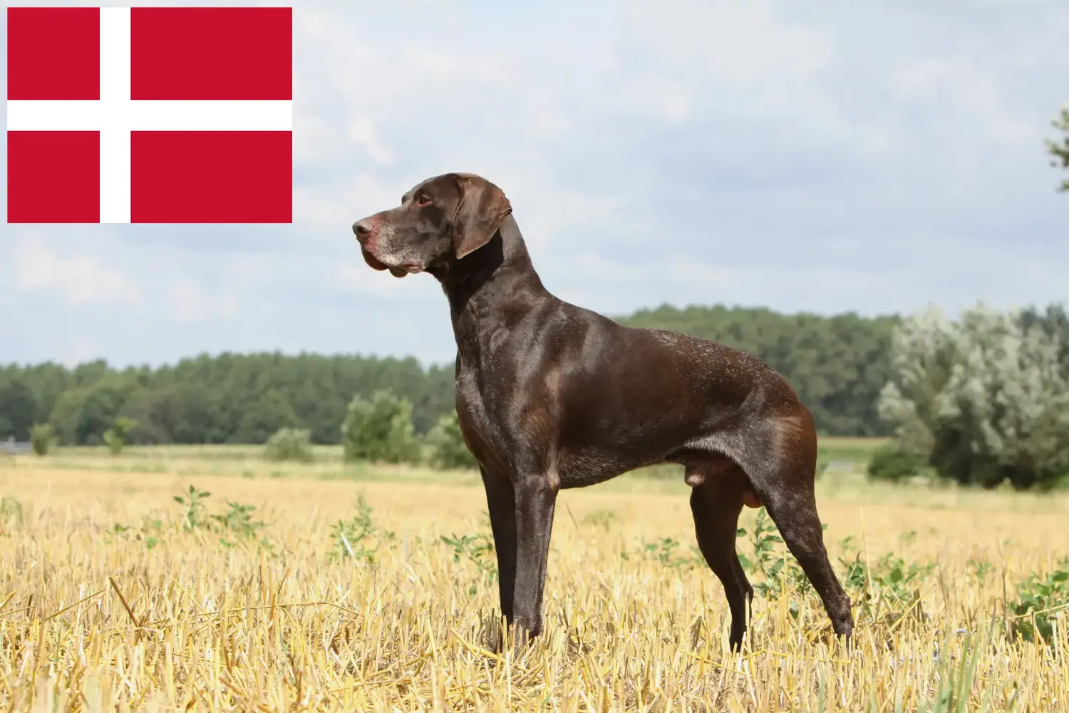Deutsch Kurzhaar Welpen und Züchter Dänemark Hier findest Du Deutsch Kurzhaar Züchter in Dänemark.