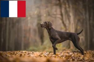 Read more about the article Deutsch Kurzhaar Züchter und Welpen in Frankreich