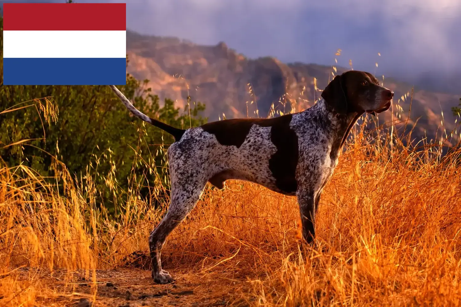 Deutsch Kurzhaar Welpen und Züchter Niederlande Hier findest Du Deutsch Kurzhaar Züchter in den Niederlanden.