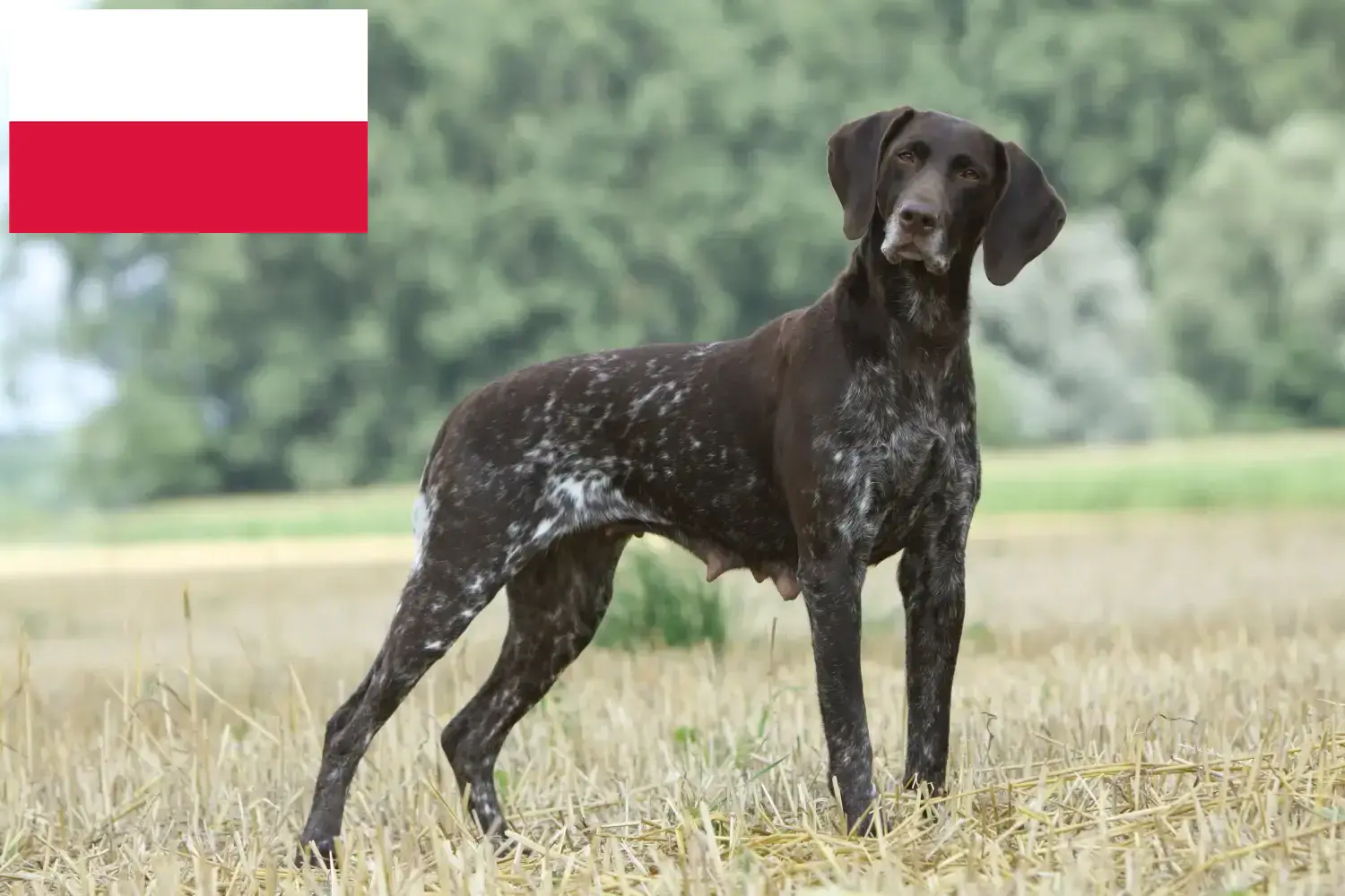 Deutsch Kurzhaar Welpen und Züchter Polen Hier findest Du Deutsch Kurzhaar Züchter in Polen.