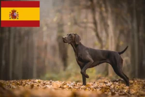 Read more about the article Deutsch Kurzhaar Züchter und Welpen in Spanien